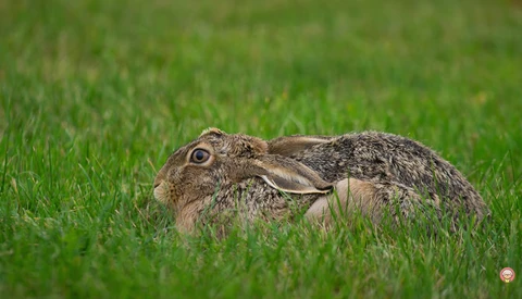 Brown hare crouched in short grass, alert with large eye visible and ears back.