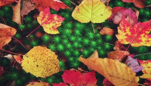 Autumn leaves in vibrant red, orange, and yellow scattered across bright green moss.