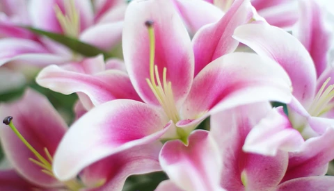 Close-up of pink and white stargazer lilies with prominent golden stamens and deep magenta striping on petals.