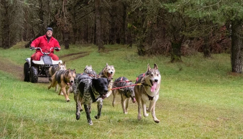 Dog sled team of five huskies running across a grass field with handler on ATV in background.