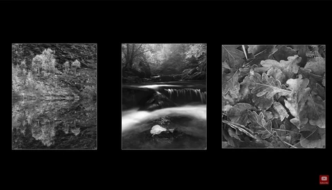 Three black and white nature photographs displaying water, foliage, and forest scenes.