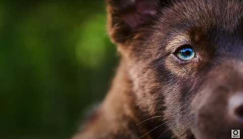 Close-up of a dog's face in profile, featuring a striking bright blue eye against dark brown fur.