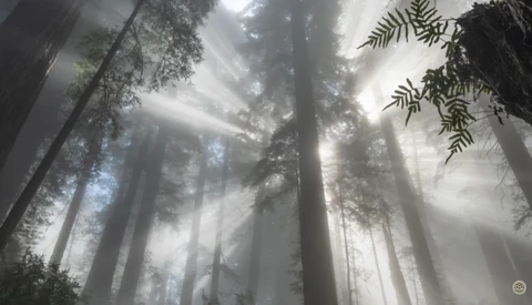 Towering redwood trees with dramatic god rays penetrating thick fog and mist.