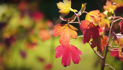 Close-up of autumn-colored flowers with yellow blossoms and deep red petals against a softly blurred green background.
