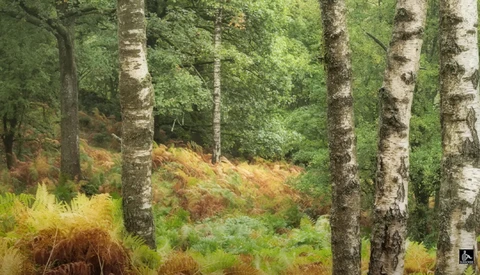 Mixed woodland with birch and evergreen trees, golden grasses in foreground, soft overcast light filtering through canopy.