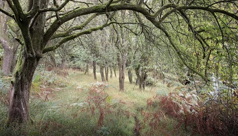 Tree-lined woodland path with sprawling branches overhead and wildflowers in soft focus along the ground.