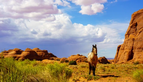 Horse standing in arid landscape surrounded by red rock formations and sparse green vegetation.