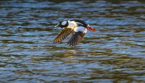 A black and white duck in flight over water with wings spread wide.