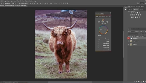 Highland cattle with long horns standing in a grassy field, facing the camera.
