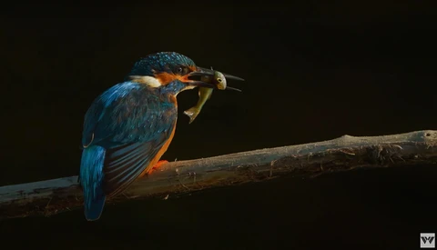Kingfisher perched on a branch with a small fish in its beak against a dark background.