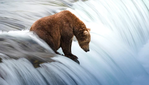 Brown bear standing on rushing whitewater at the edge of a waterfall.