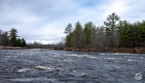 Rushing river with whitecaps flowing past a forested shoreline of evergreen and bare trees under an overcast sky.