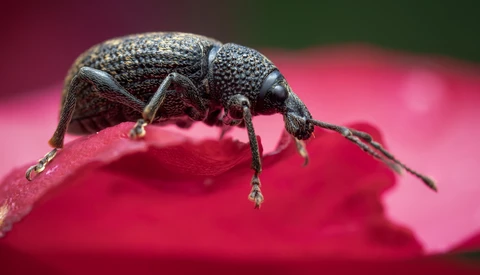 Dark gray weevil beetle perched on a bright pink petal or surface.