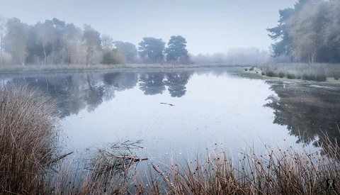 Misty wetland landscape with still water reflecting bare trees and winter vegetation in the foreground.