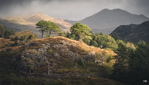 Two windswept trees on a rocky hilltop with layered mountain peaks and forested valleys in soft, overcast light.