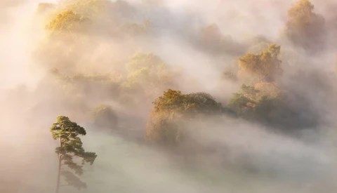 Solitary pine tree perched on a rocky outcrop, surrounded by thick fog and mist with warm golden sunlight filtering through.