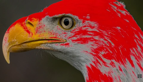 Close-up profile of a bald eagle's head with vibrant red and white plumage, golden beak, and intense golden eye.