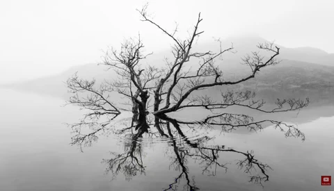 Bare tree reflected in still water with misty mountains in background.