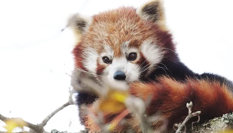 Red panda perched on a branch, gazing directly at the camera with dark eyes and alert expression.