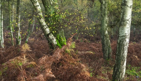 Forest floor with brown ferns and moss-covered birch trees in autumn woodland setting.