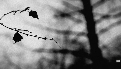 Silhouetted birch leaves hanging from delicate branches against a soft, blurred background.