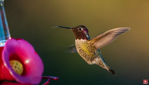 Hummingbird in flight approaching a bright pink flower against a blurred golden-green background.