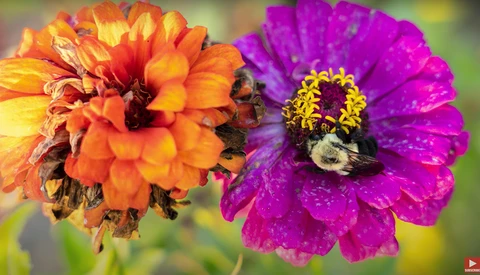 Bumblebees pollinating orange and magenta zinnia flowers with water droplets on petals.