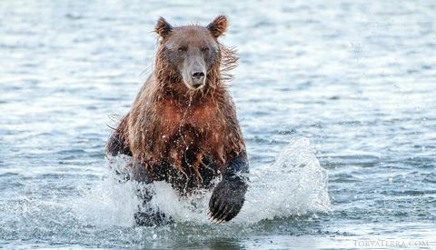 Brown bear running through shallow ocean water toward the camera.