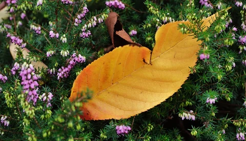 Golden-yellow autumn leaf resting on pink flowering plants in natural sunlight.
