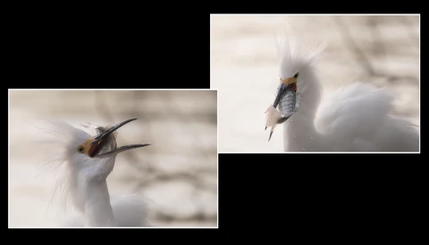 Two close-up portraits of a white bird with black markings and raised head feathers, holding small fish in its beak.
