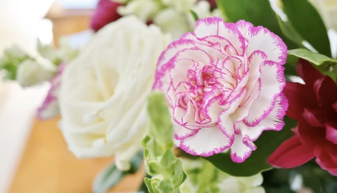 Pink and white variegated carnation bloom with ruffled petals in a soft-focus floral arrangement.