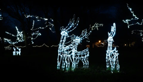 Illuminated wireframe reindeer and llama holiday light displays against a dark night sky.
