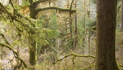 Dense temperate forest with moss-covered trees and layered canopy creating dappled light.