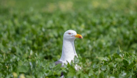 White seagull with yellow-orange beak standing in green grass and wildflowers.