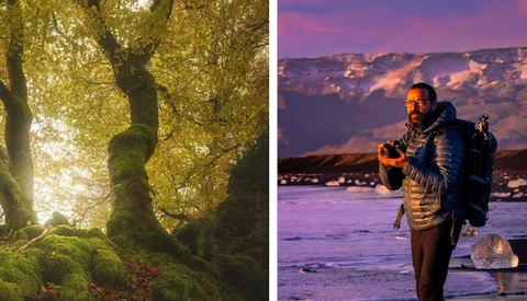 Diptych comparing golden forest canopy with backlit foliage and coastal portrait at twilight with purple sky.