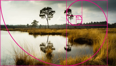 Solitary tree reflected in still water surrounded by golden marsh grasses under overcast sky.