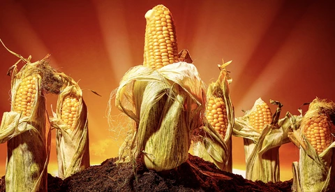 Corn stalks with bright yellow ears arranged dramatically against a warm, glowing orange and red sky with radiating light rays.