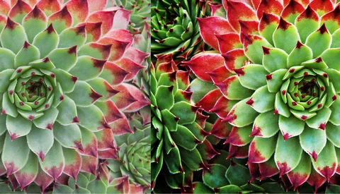 Overhead view of succulent rosettes displaying color variations from green to deep red and pink tones.