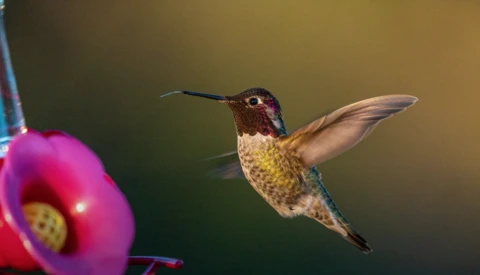 Hummingbird in flight approaching a bright pink flower against a blurred green background.