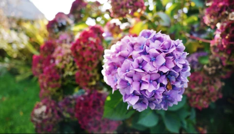 Purple hydrangea bloom in sharp focus with magenta flowers blurred in the background garden.