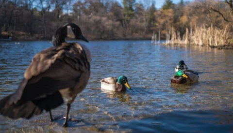 Canada goose in shallow water with ducks swimming in the distance on a lake surrounded by evergreen forest.