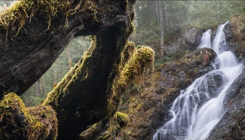 Moss-covered fallen log in foreground with cascading waterfall flowing over rocky terrain in misty forest background.