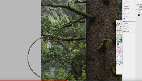 Screenshot of photo editing software showing a forest image with moss-covered tree trunk and circular selection tool visible.