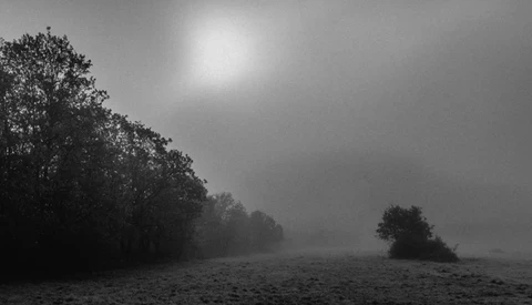 Mangrove trees line a misty shoreline under diffused sunlight in black and white.