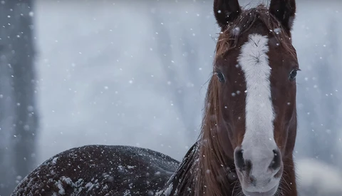 Brown and white horse with snow-covered face gazing toward camera in heavy snowfall.