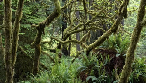 Moss-covered tree trunks and dense undergrowth in a temperate rainforest.