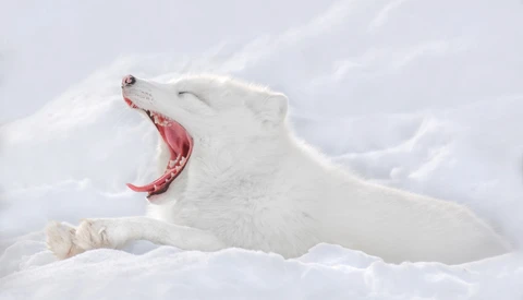 White Arctic fox yawning with mouth wide open while lying in deep snow.