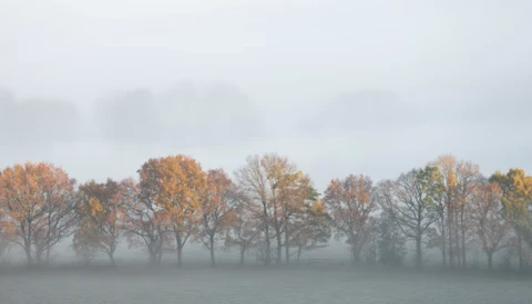 Row of autumn trees with golden foliage emerging from dense fog and mist.
