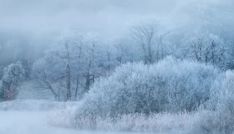 Frost-covered trees and shrubs in a misty winter landscape with low visibility.