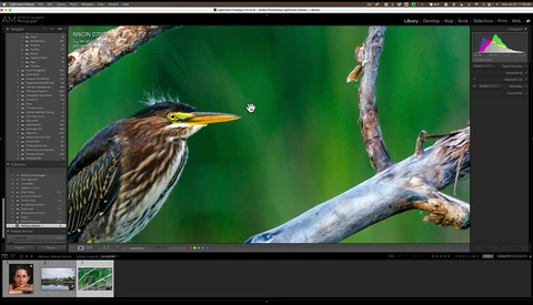 Screenshot of photo editing software showing a green heron perched on a branch with vibrant green bokeh background.